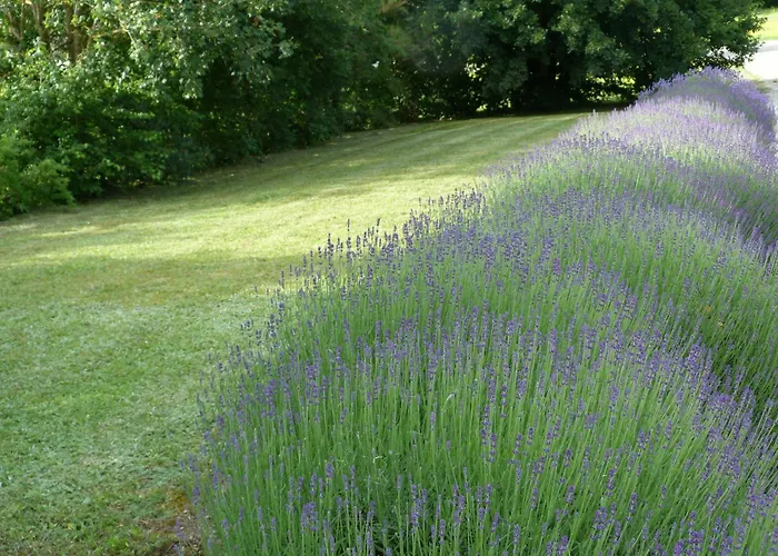 Bed & Breakfast La Aux Oiseaux Cayriech